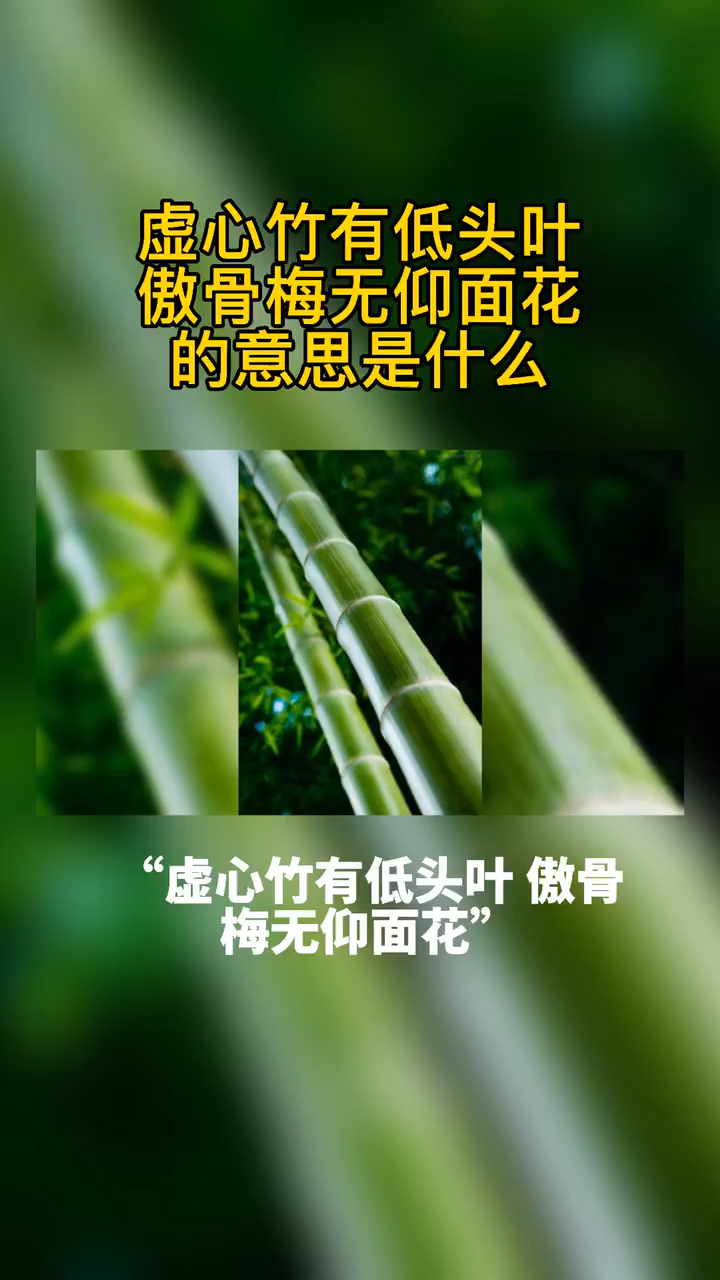 虚心竹有低头叶傲骨梅无仰面花的意思是什么