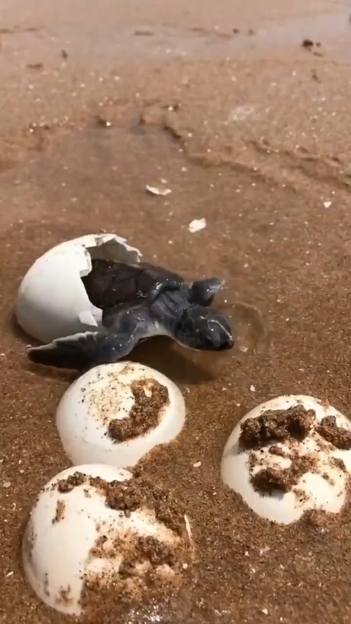 一只破壳而出的小海龟,咱们就祝它生日快乐吧