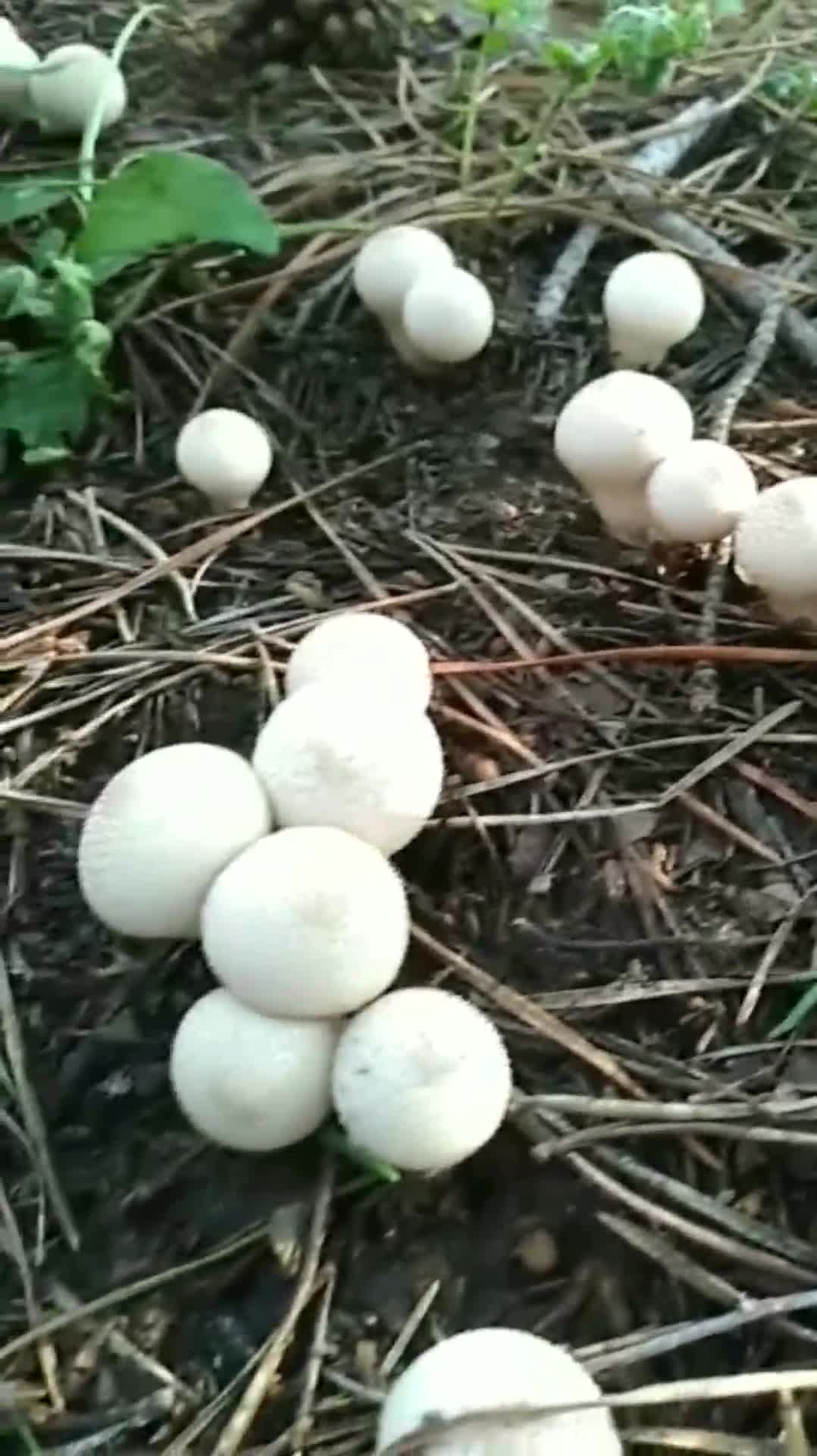 今天上山采蘑菇,看到一堆又一堆的鸡蛋菇感觉还能采10分钟!