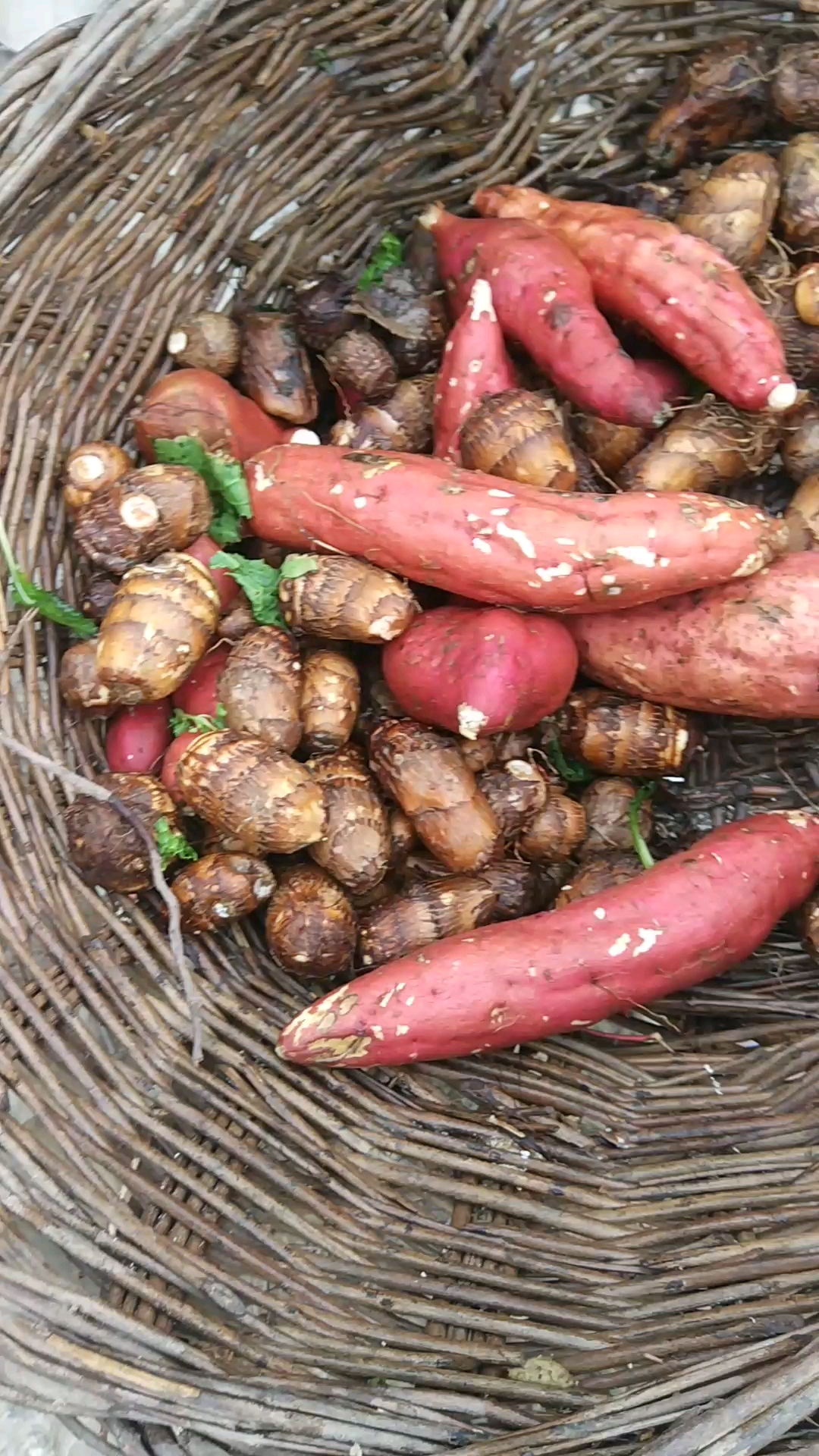 红薯芋头你们怎么吃