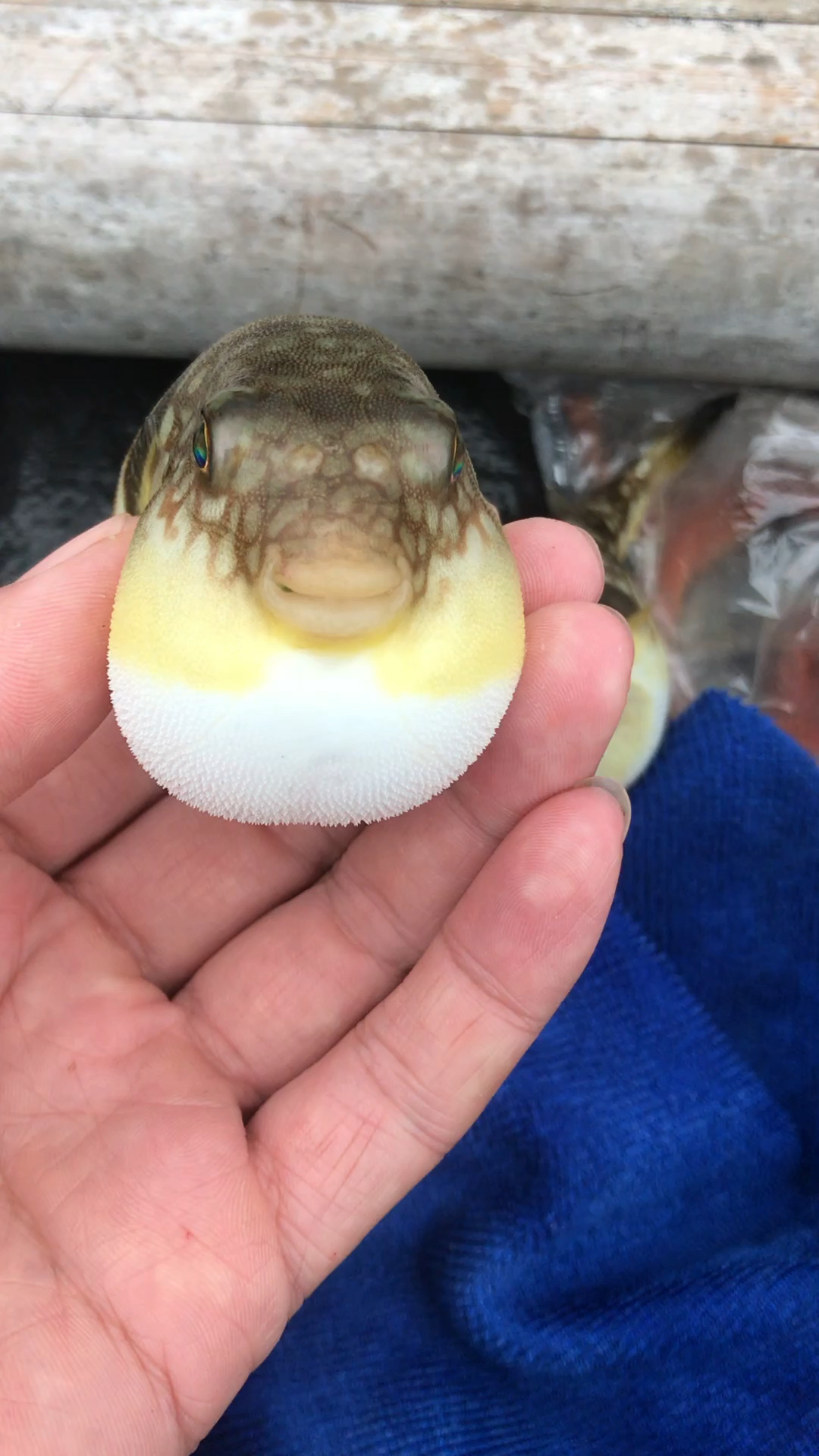 河豚,牙齿锋利,经常咬断鱼线,有毒的