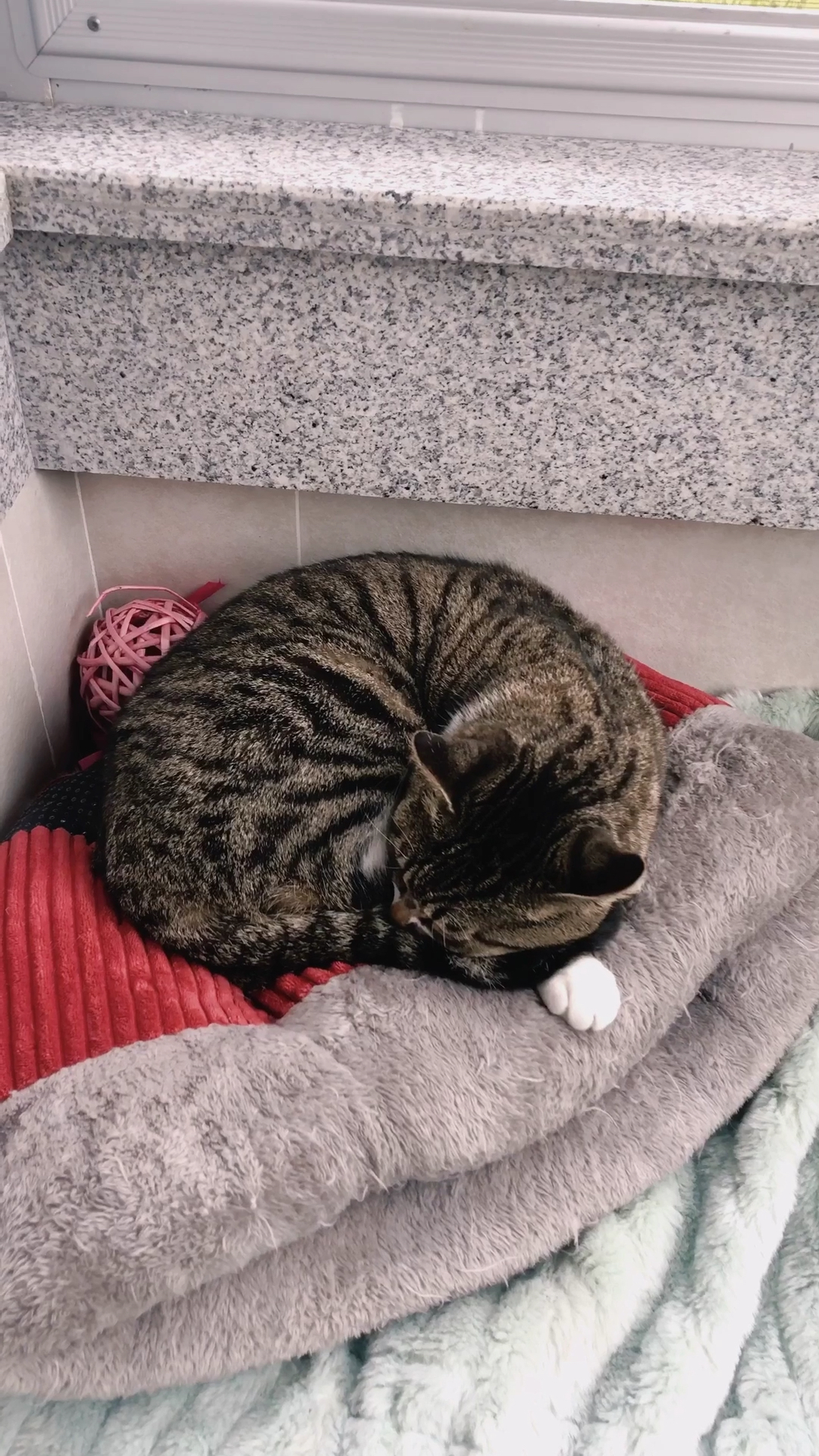 中华田园猫～狸花猫#偷拍睡成一团的大毛球