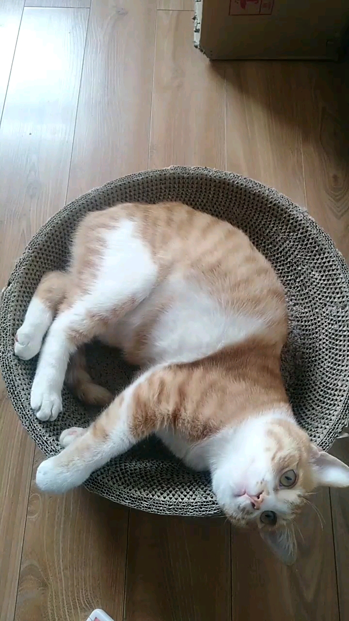 后腿哆嗦是几个意思啊