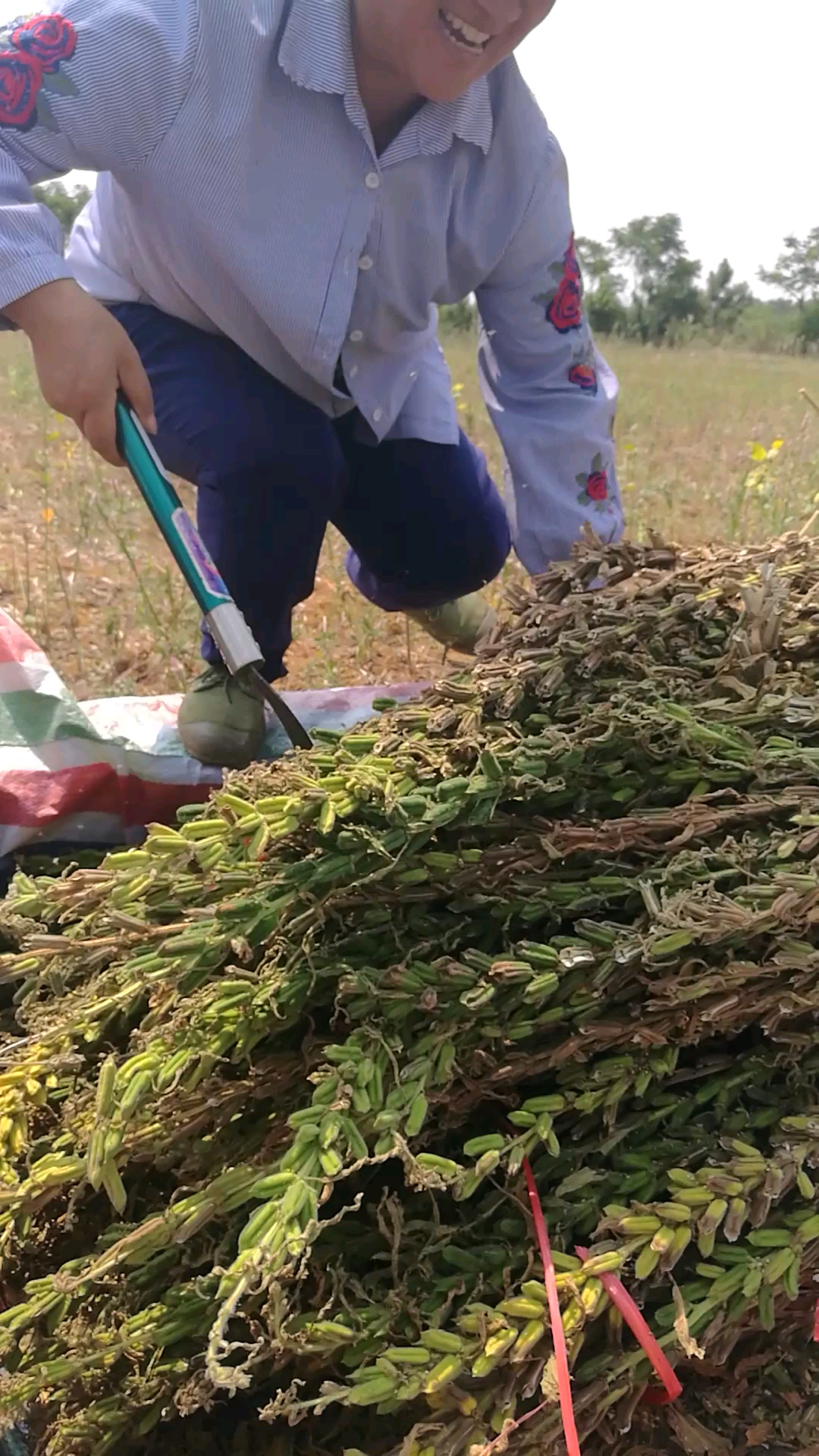 芝麻太多了,总是爬身上来,还咬的特别痛,看我站在车上你还咬不咬