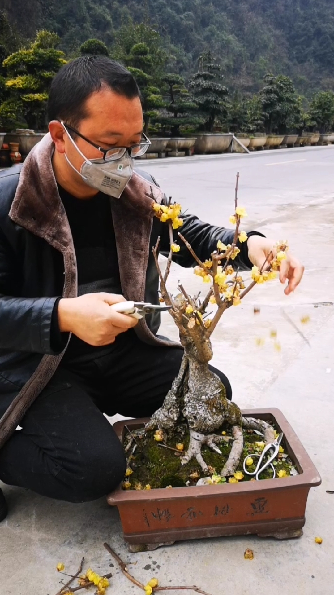 腊梅花谢后的修剪是最重要的