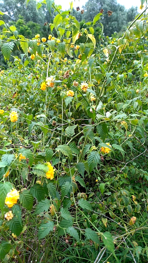 醉花阴.黄花谩说年年好,也趁秋光老.