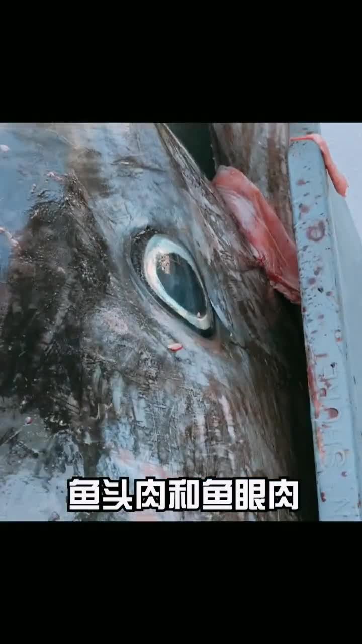 蓝鳍金枪鱼鱼头,鱼眼肉,堪称皇帝肉,由专业厨师阿勇掌厨,实在太美味了