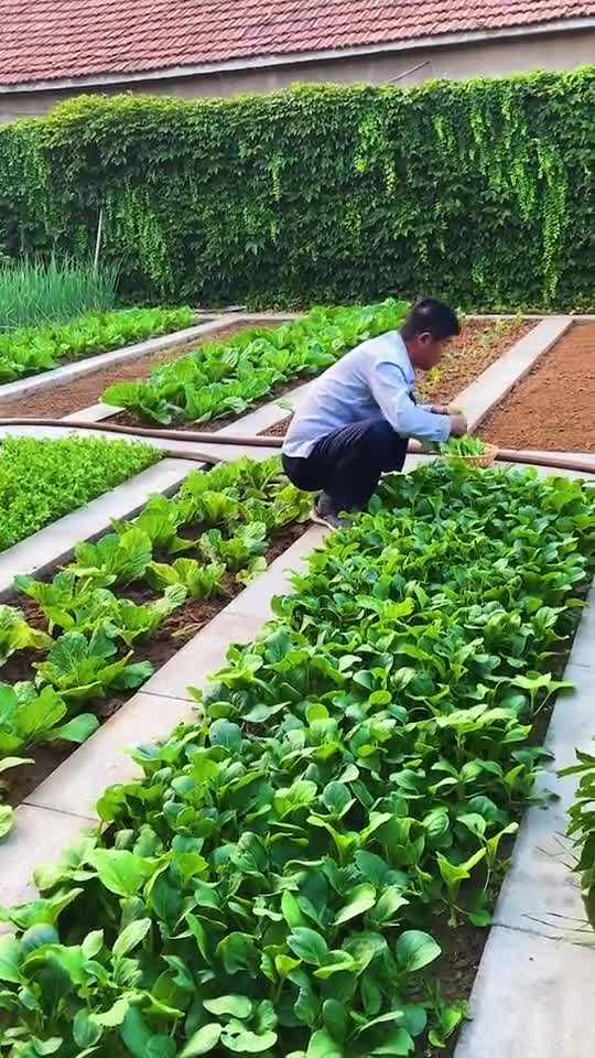 小院里种菜,一年四季都不用买菜