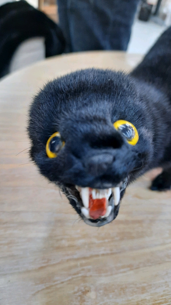 呲牙咧嘴的要咬人哪?