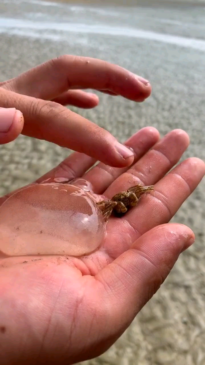南海溪蟹抱卵图片