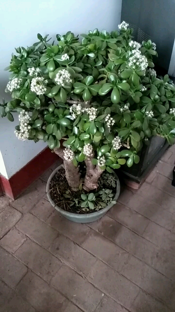 新年新气象#万年青,开花,第一次见.