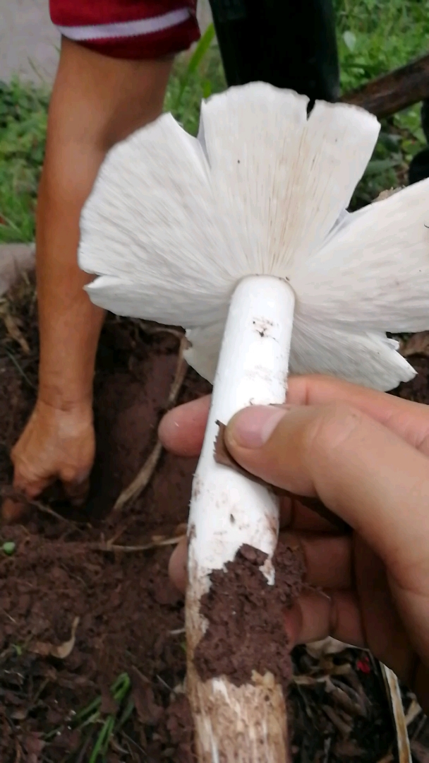 又白又嫩的大鸡枞!