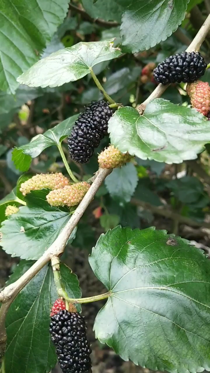 满满蚕桑果  真滋味