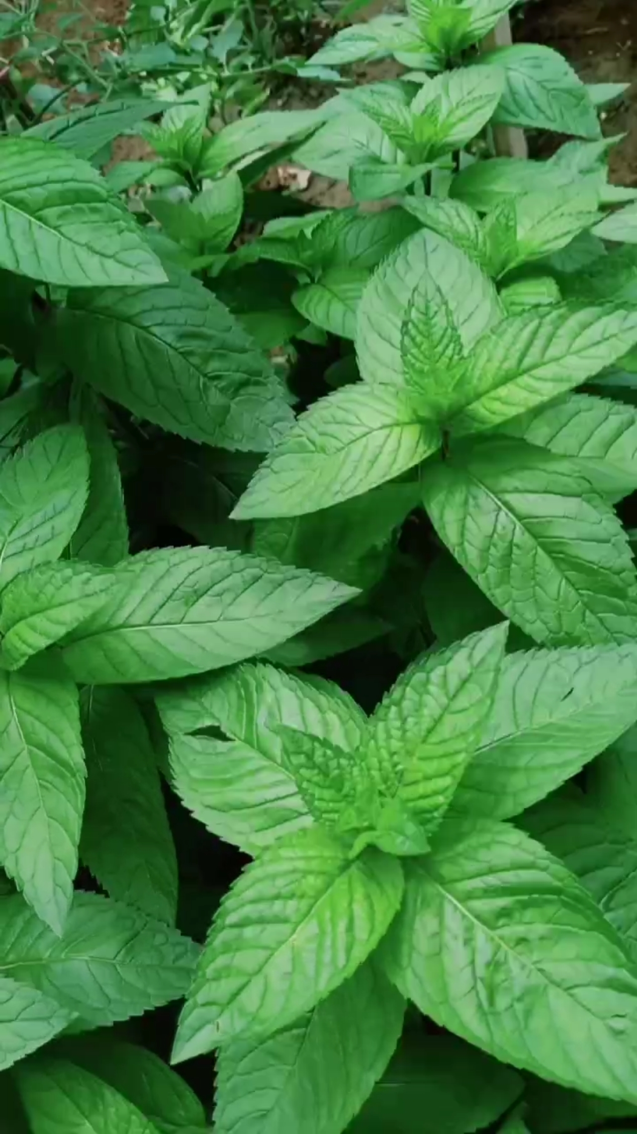 你好,夏天#绿绿的……多好