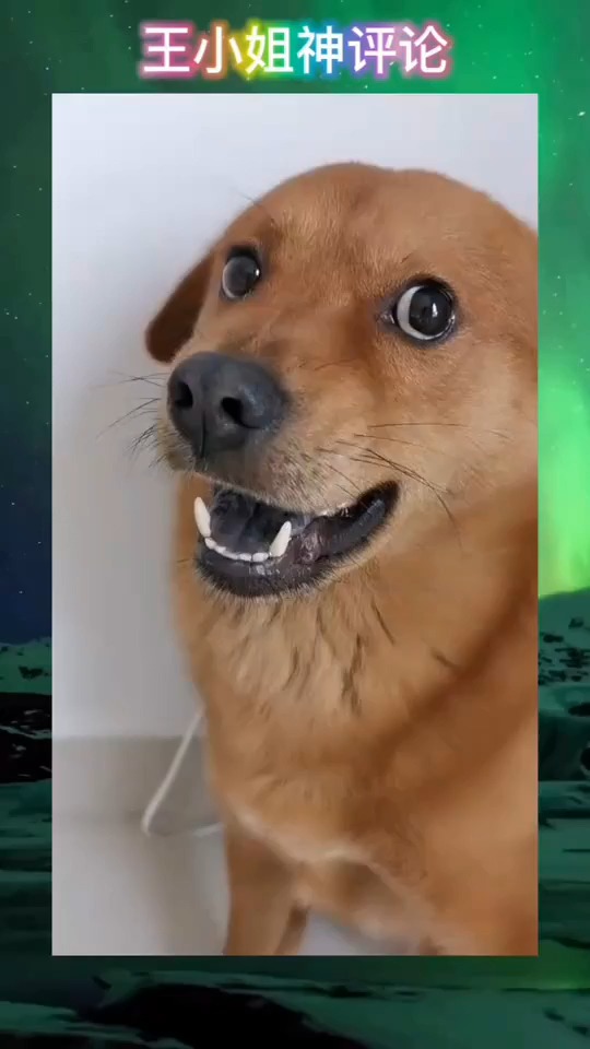 搞笑视频#狗子感动的都呲牙了