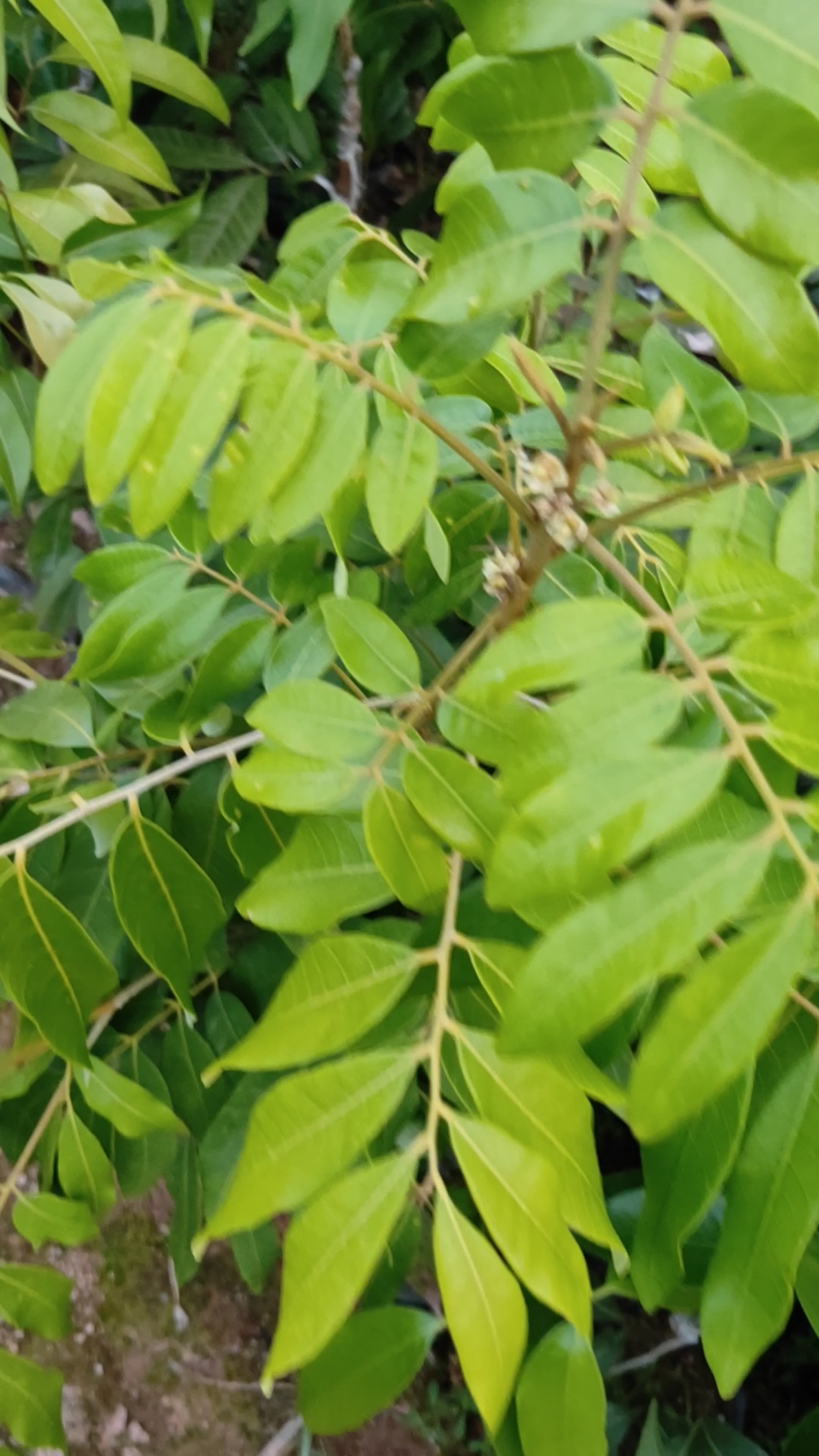 四季龙眼杯苗100%成活