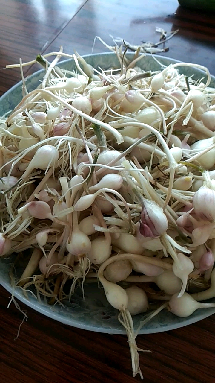 纯绿色  无公害   小头蒜