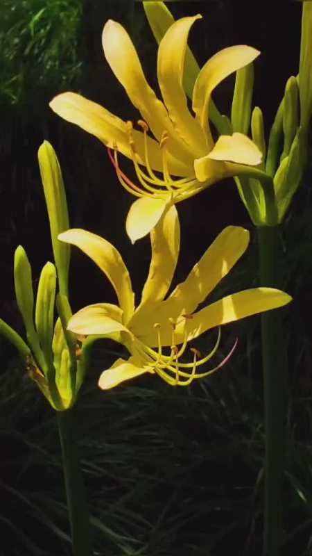 金色曼陀罗花寓意天生的幸运儿有着不止息的幸福-全民小视频