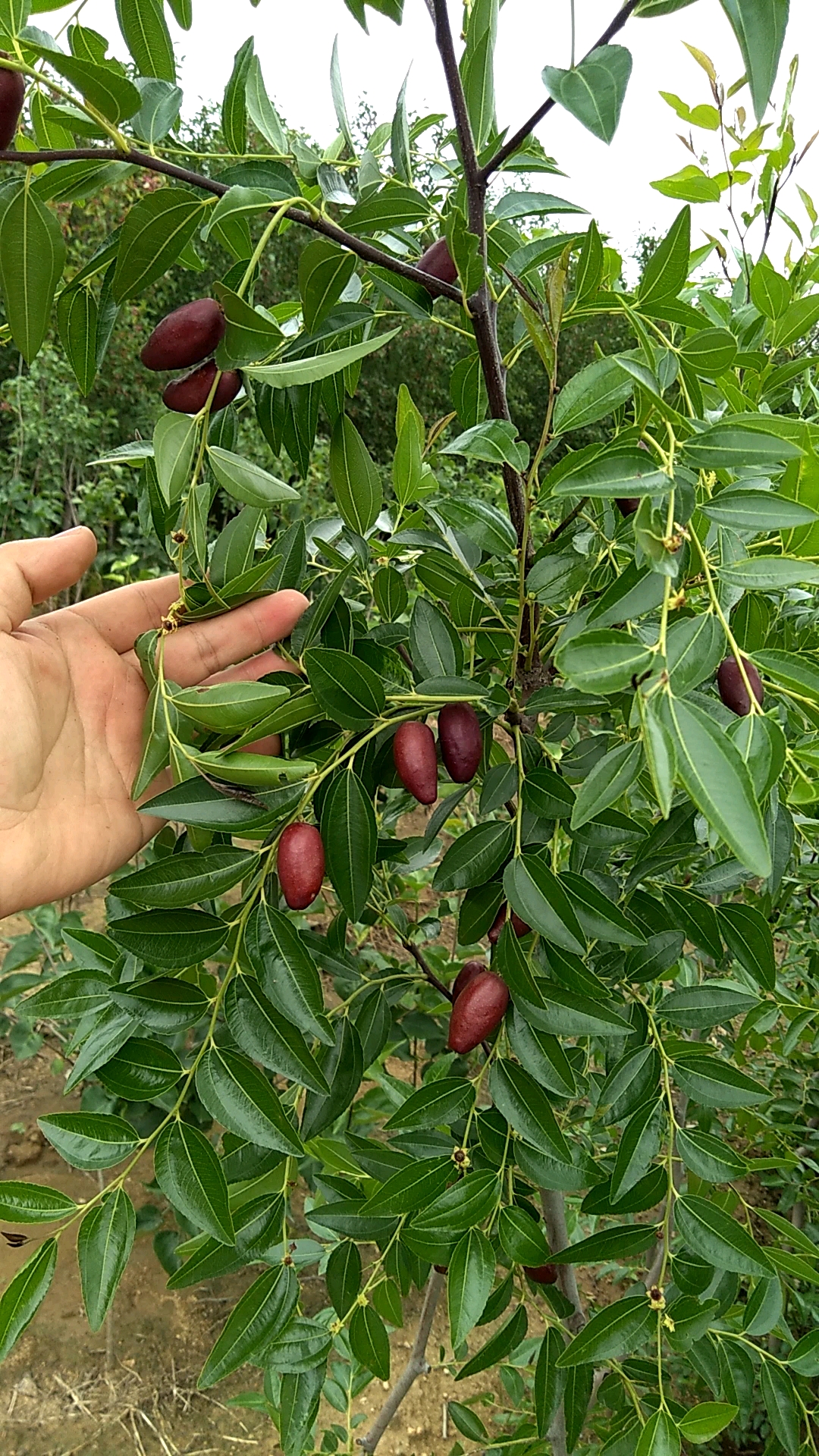 胎里红枣,美观脆甜,感谢全民,这是我第一个视频