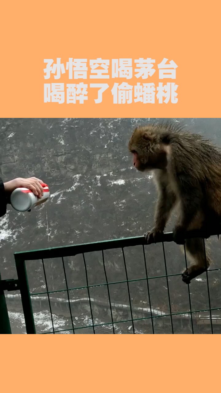 我要上热门#孙悟空喝茅台,喝醉了偷蟠桃