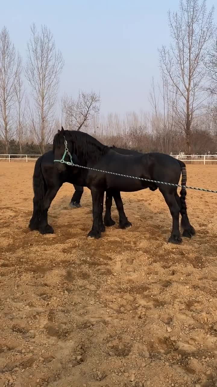 这两匹马的毛色是真不错呀,看着真光亮