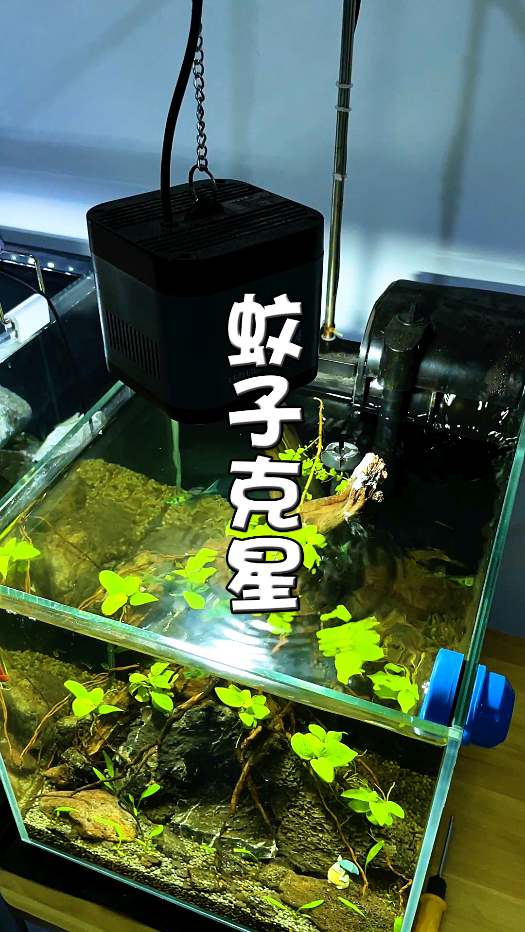 鱼缸#夏天到了 日常处理蚊子