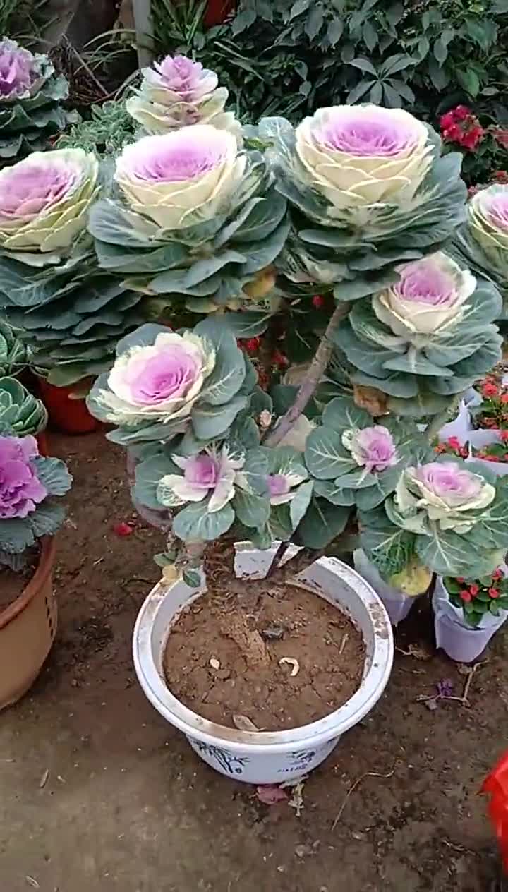 我要上热门#嫁接多年生的羽衣甘蓝,非常稀有,好看吗