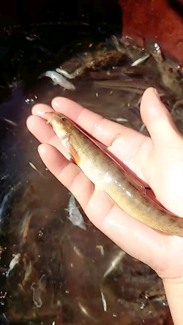 野生黄泥鳅柳根鱼