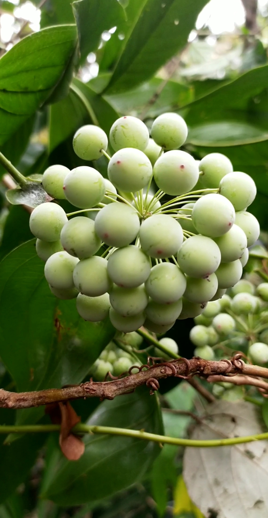 认识植物药材#金刚藤