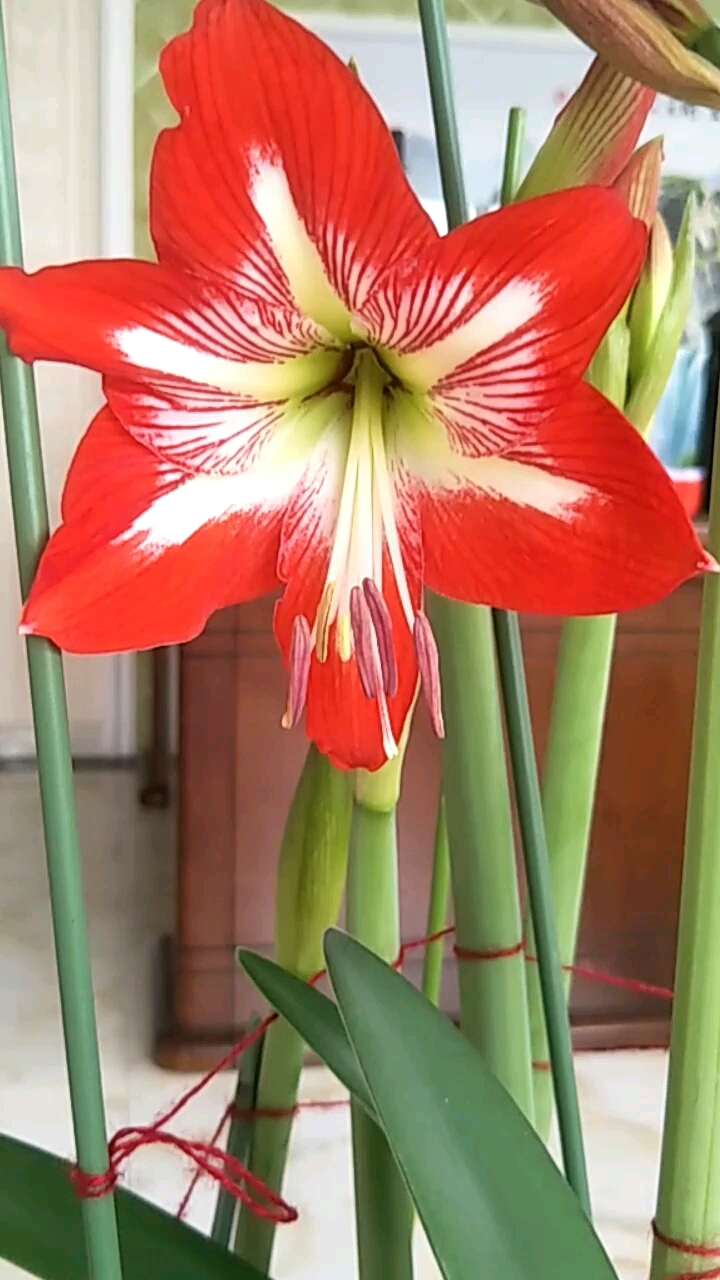 欢喜闹元宵#朱顶红东北女王