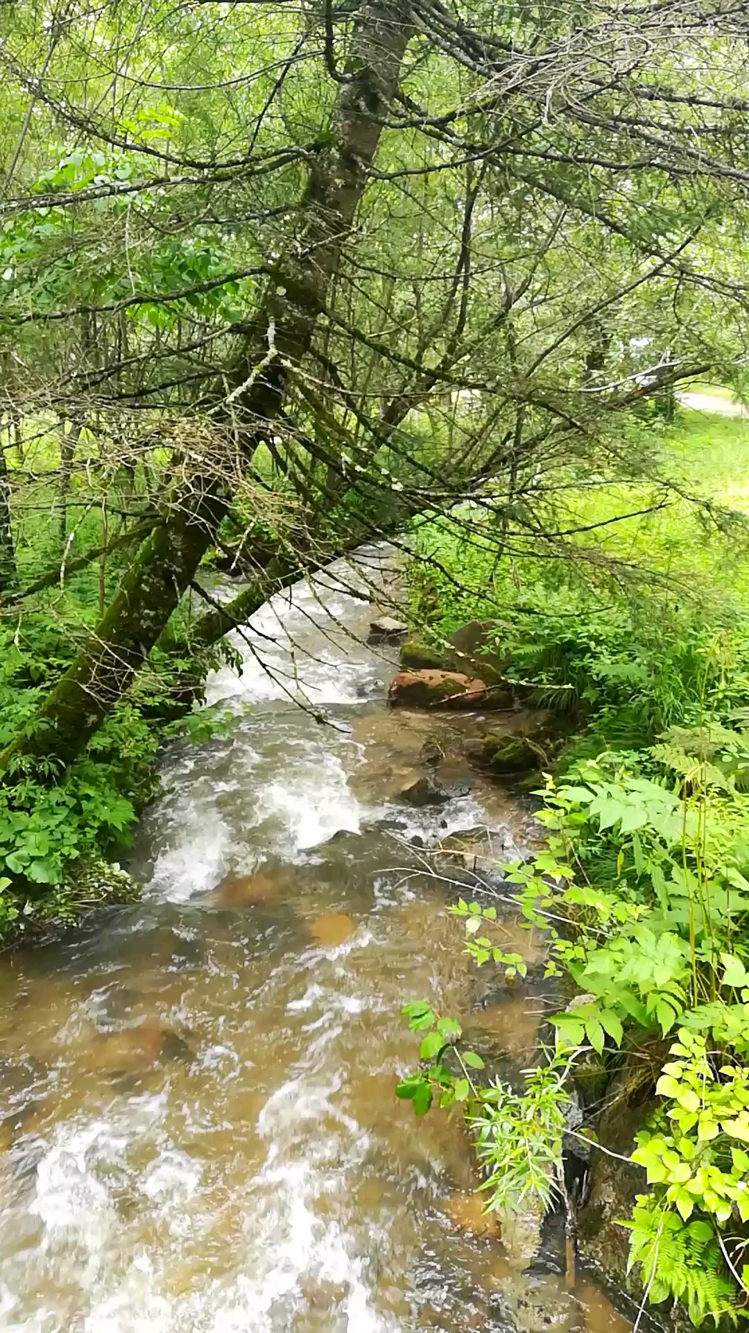 伊春桃山原始森林