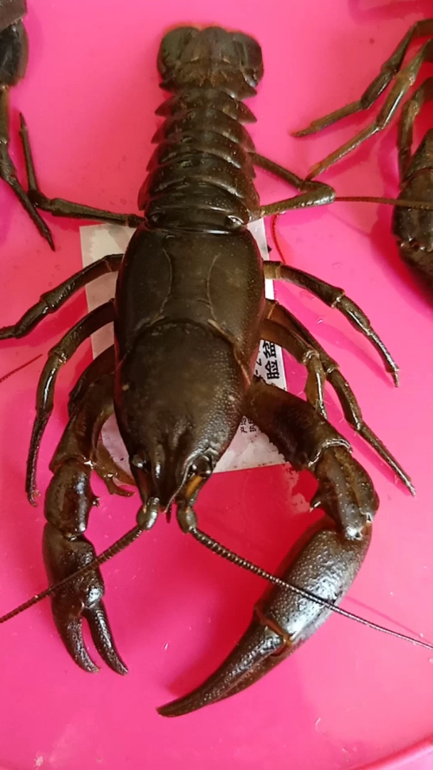 长白山高山黑鳌虾