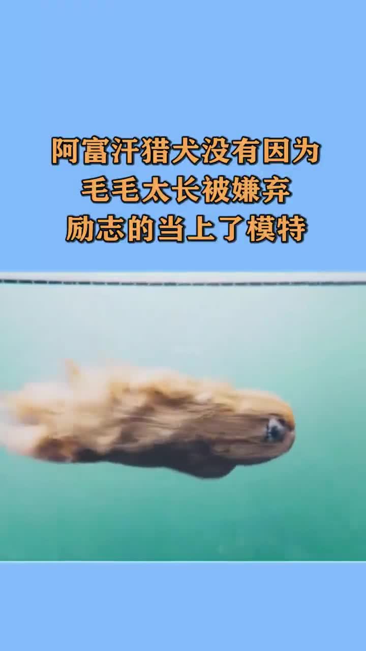 阿富汗猎犬没有因为,毛毛太旺盛被嫌弃,励志的当上了模特