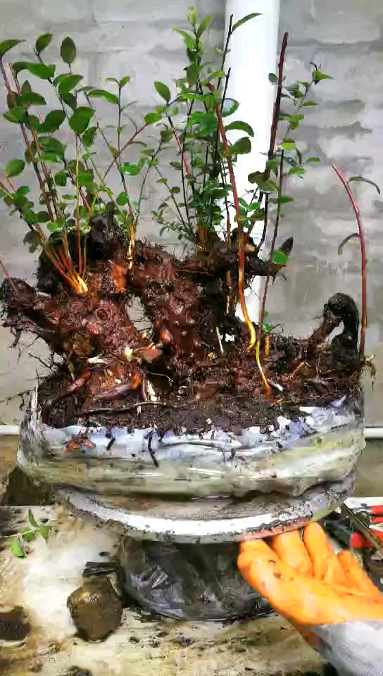 野蓝莓精品老桩