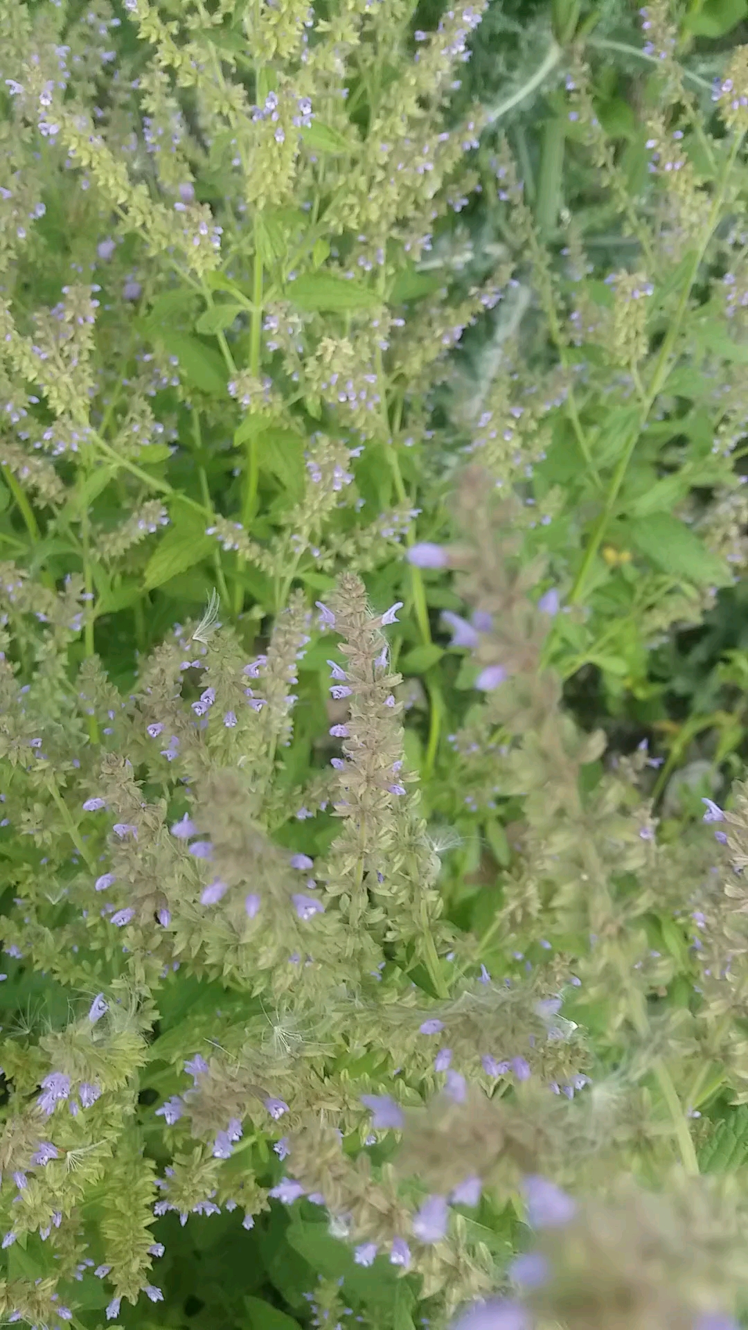 中药蛤蟆草开花啦#随风摇曳的小花,大多数人没见过