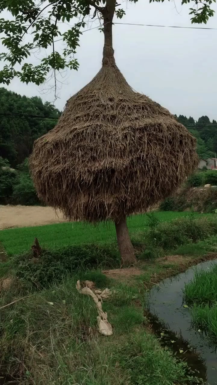 四川才有的特色草垛