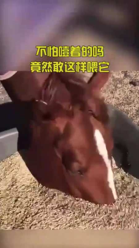 好家伙,生产队的驴,都不敢这么喂吧