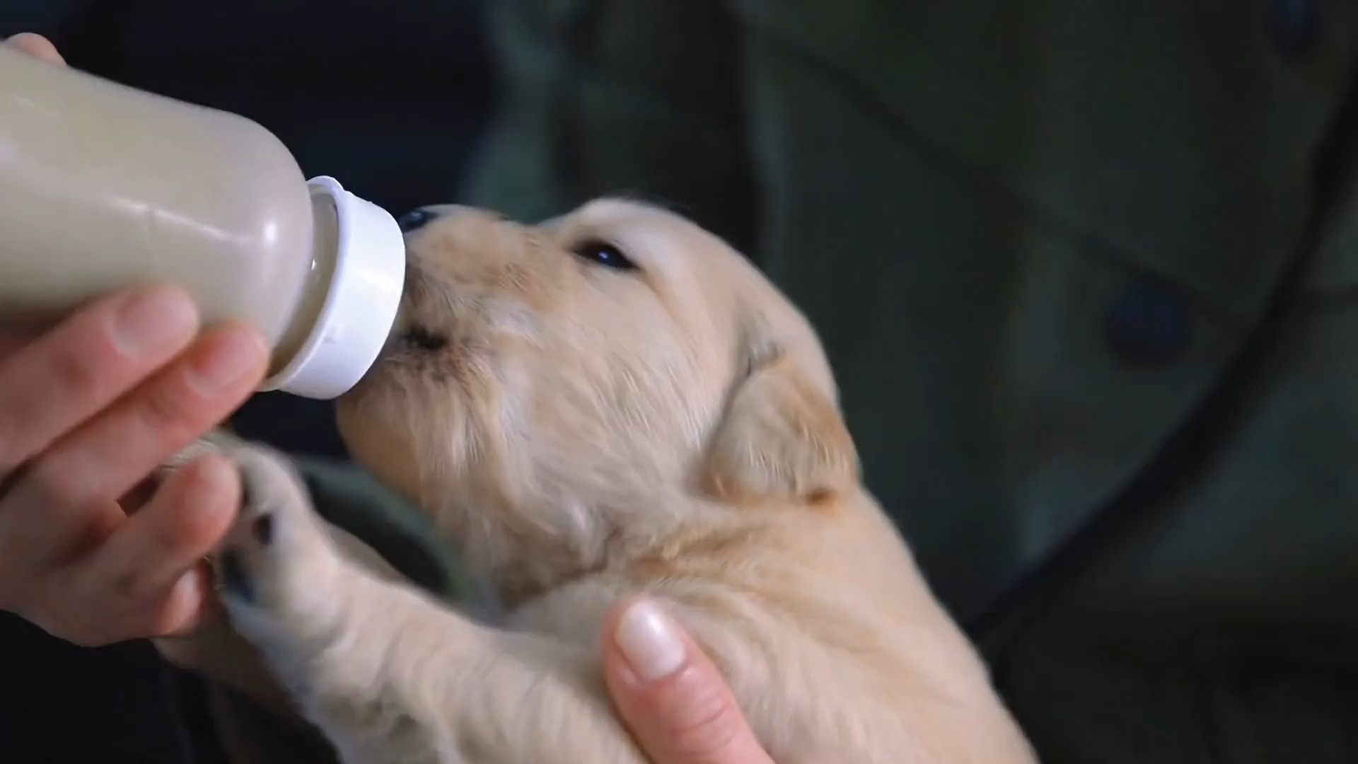 20天的金毛小奶狗,第一次用奶瓶喝奶,实在是太可爱啦#金毛