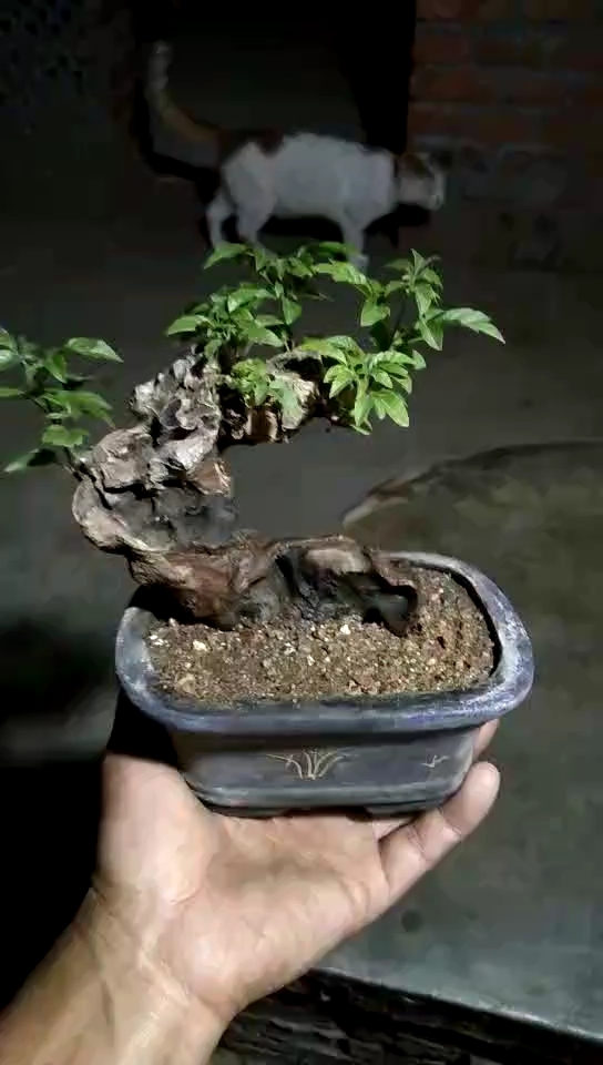 微型掌上盆景,有喜欢微型盆景的盆友请关注我!