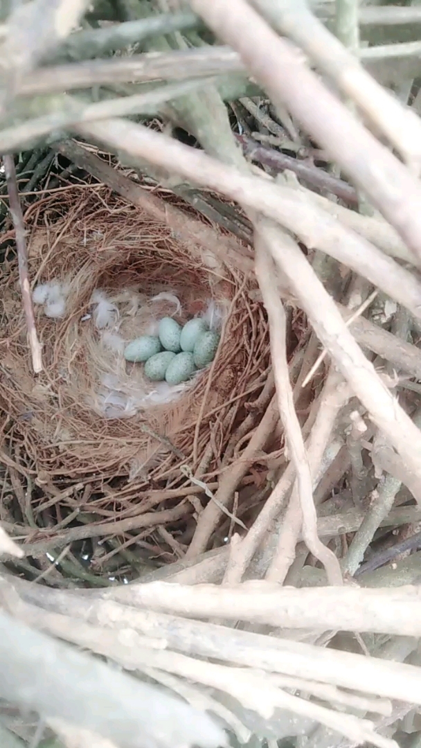 今天没事做,过来掏鸟蛋