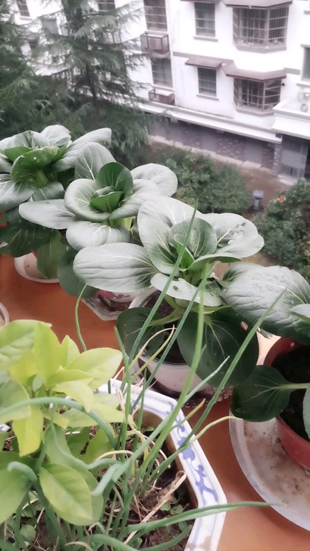 花瓶种的菜可好吃又绿色