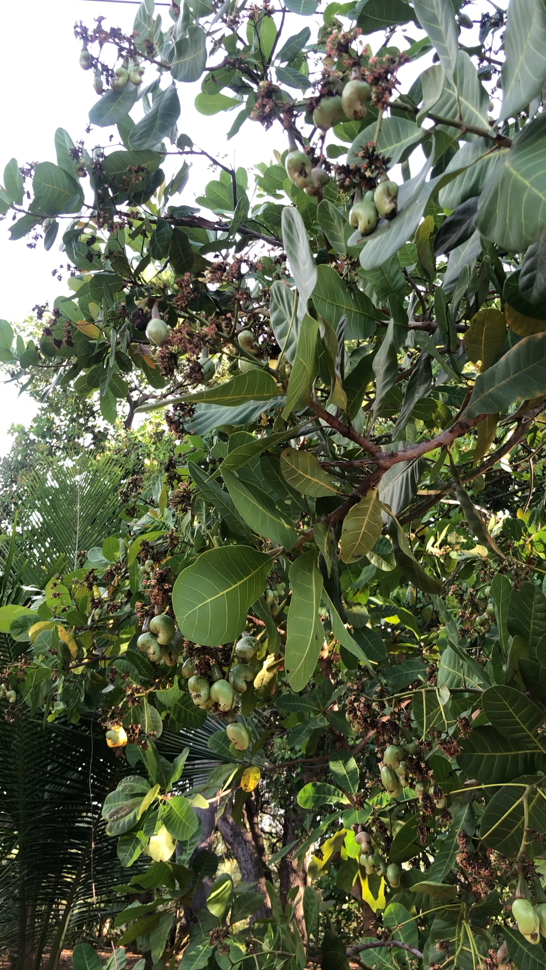 斯里兰卡腰果种植园