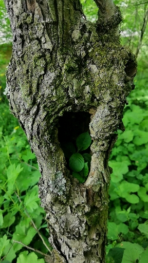 树洞中的树,神奇吧?