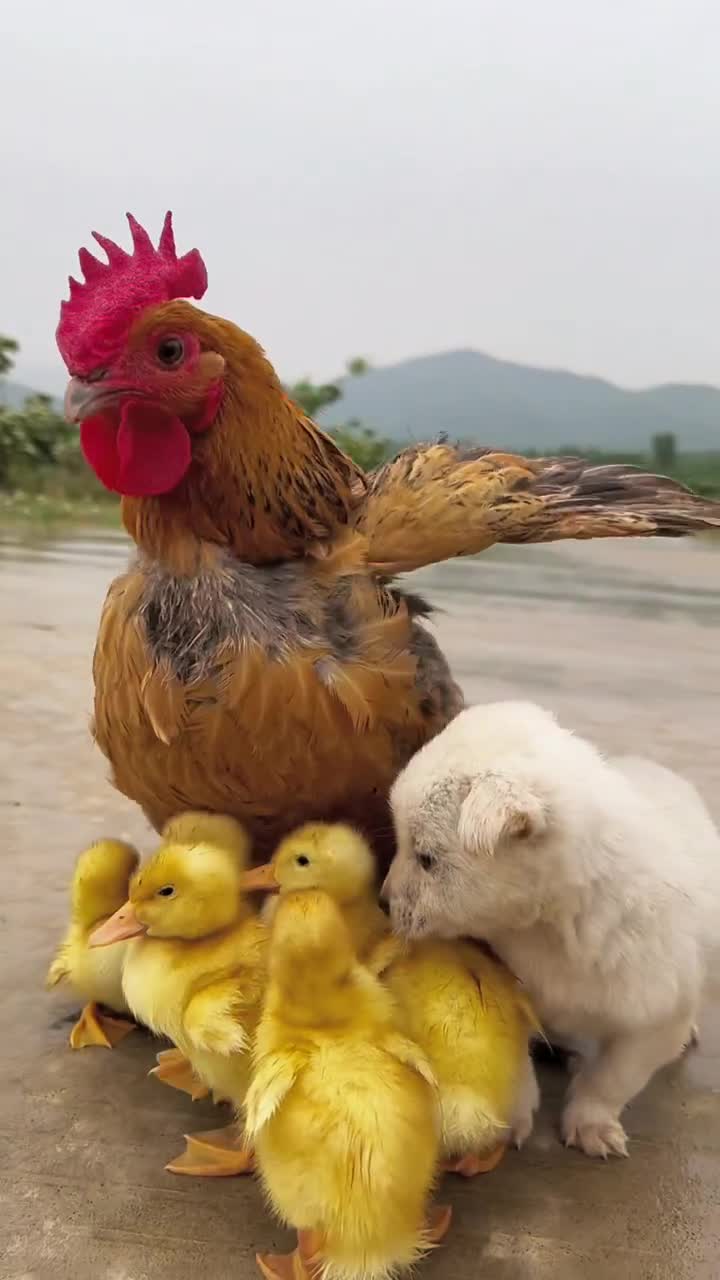 母鸡怎么带小鸡的图片