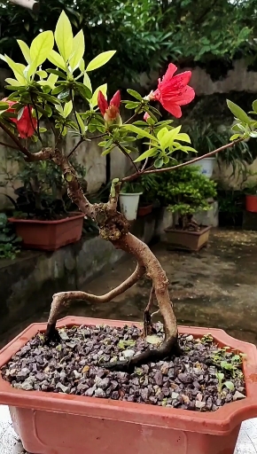 映山红三年小提根