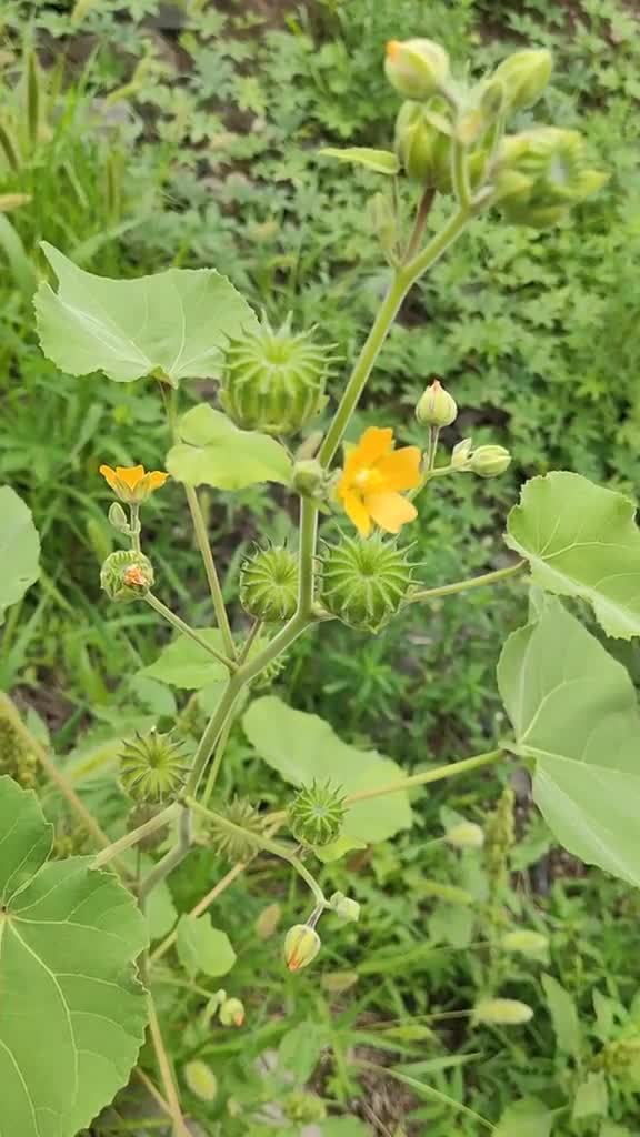 兰麻葵中草药植物图片图片