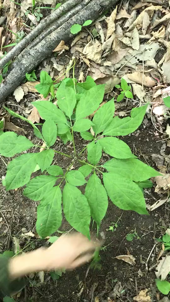 上山捡核桃发现一棵五品叶人参,快当快当.