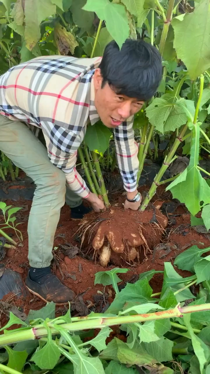 很多人吃过雪莲果肯定没见过雪莲果树