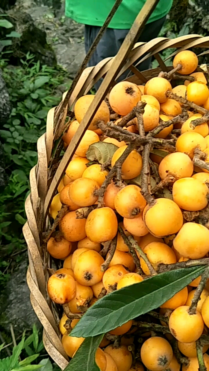 正宗山上的枇杷,好甜!