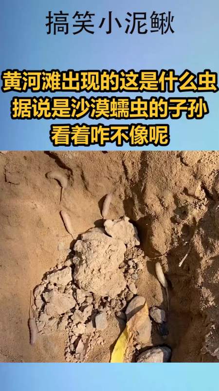 我要上热门#黄河沙滩出现的这是什么虫子,据说是沙漠蠕虫的子孙,看着